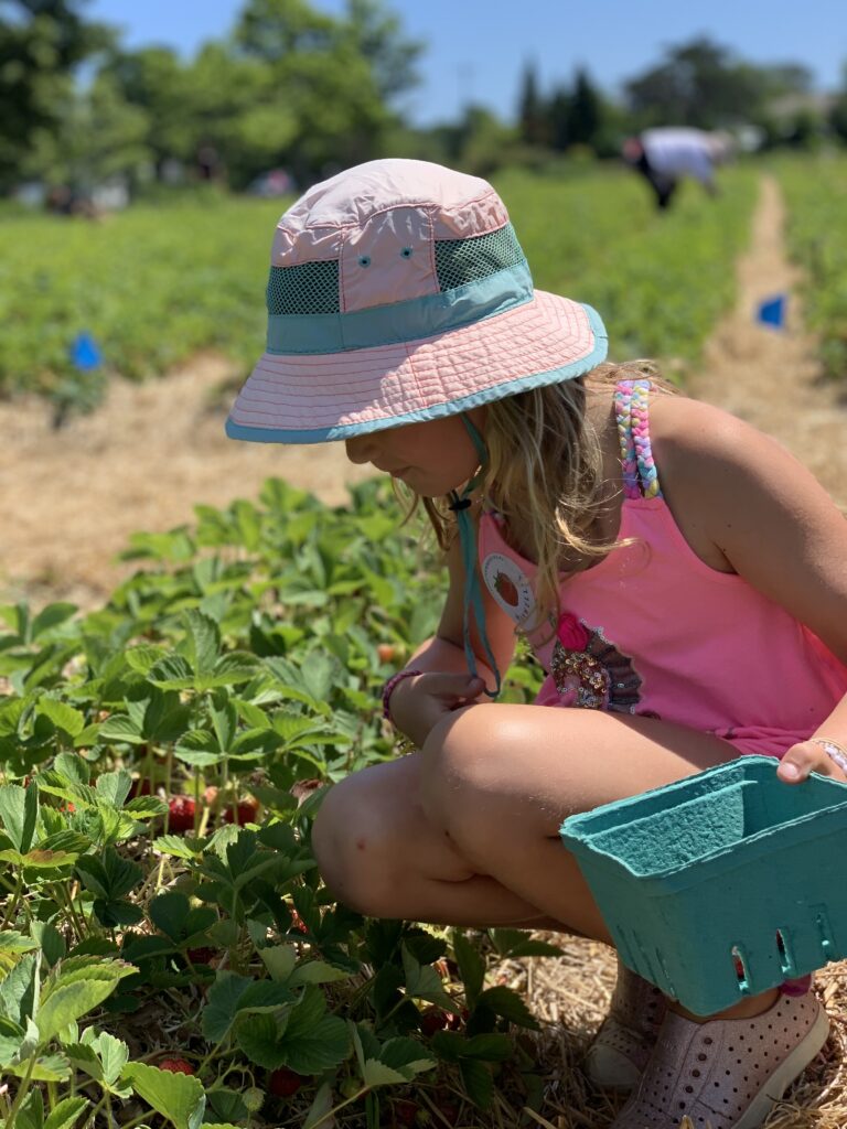 Strawberry picker